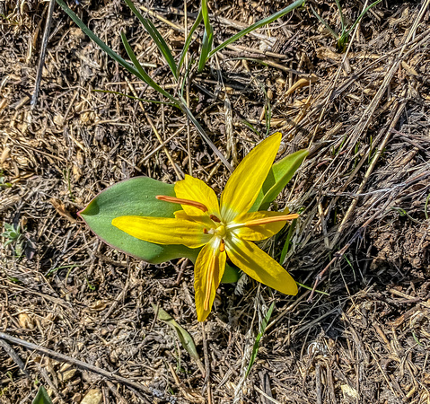 Glacier Lily 4/21/20