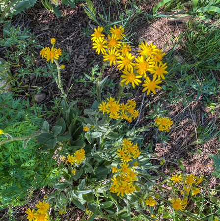 Lambstounge ragwort, Tall Western Groundsel 5/7/20
