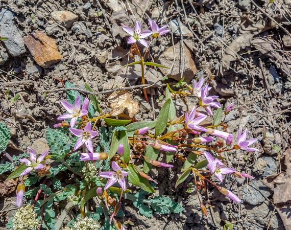 Western Spring Beauty, Claytonia lanceolata 5/8/20