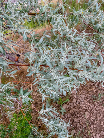 Russian Olive, Elaeagnus angustifolia 5/20/20