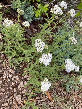 Common Yarrrow, Achillea millefolium 5/23/20