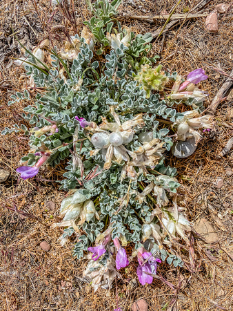 Wollypod Milkvetch, Astragalus purshii 5/23/20