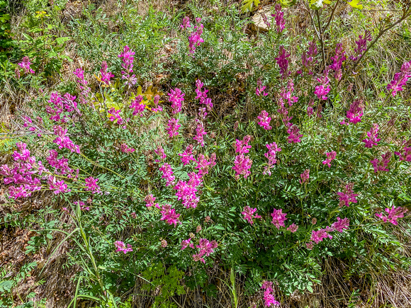 Utah Sweetvetch, Hedysarum boreale 5/28/20