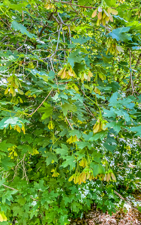 Bigtooth Maple, Acer grandidentatum 5/28/20