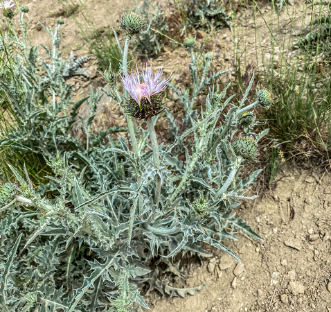 Gray Thistle, Cirsium undulatum 5/30/20