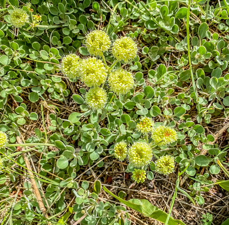 Sulfur Buckwheats, Eriogonum umbellatum 5/30/20