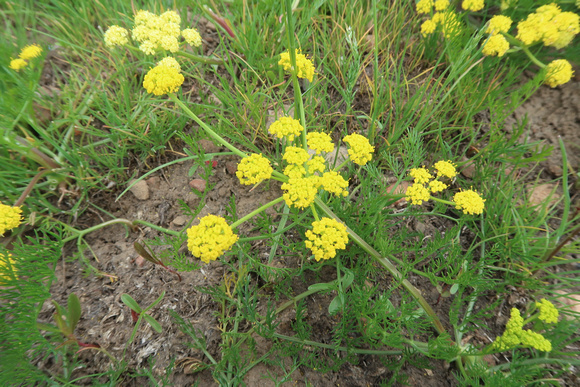 Desert Parsley, Lomatium triternatum 5/30/20