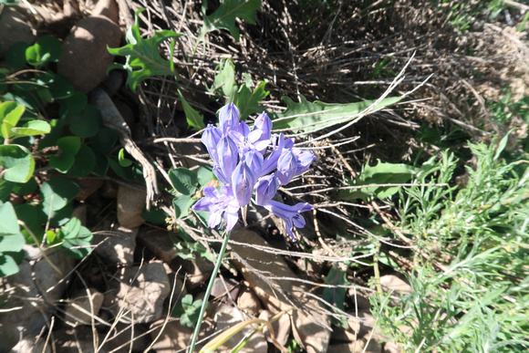 Wild Hyacinth, Triteleia grandiflora 5/30/20