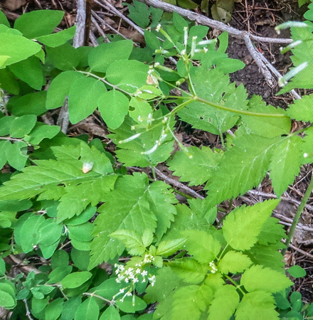 Mountain Sweet Cicely 6/3/20