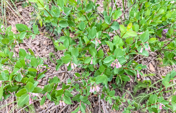 Western Snowberry, Symphoricarpis occidentalis 6/5/20