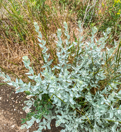 White Sagebrush, Artemisia ludoviciana 6/8/20