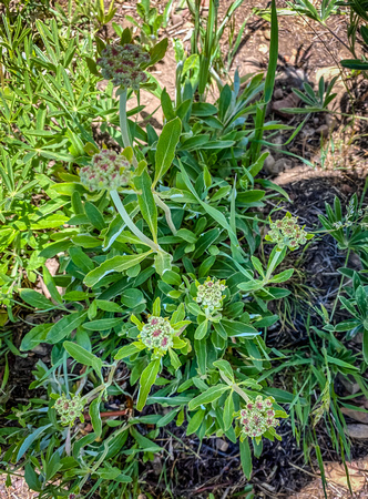 Parsnipflower Buckwheat, Erigonum heracleiodes 6/14/20