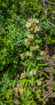 Silverleaf Phacelia, Spring Mountain Phacelia, Phacelia hastata 6/14/20