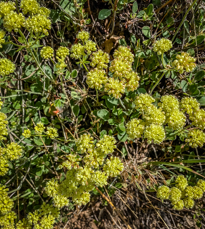 Sulphur-flower Buckwheat 6/16/20