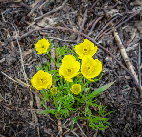 Alpine Buttercup, Ranunculus adoneus 6/20/20