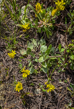 Sulfur- flower Buckwheat, Erigonumi umbellatum 6/20/20