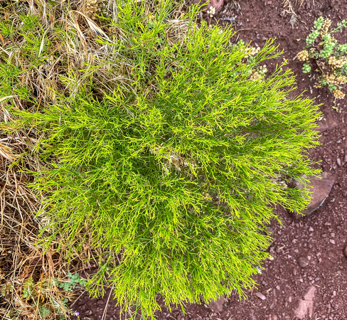 Broom Snakeweed, Gutierrezia sarothrae 6/30/20