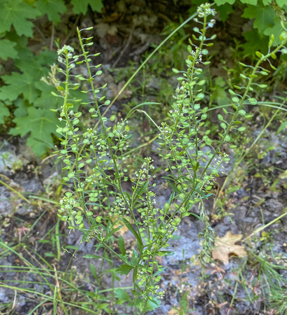 Virginia Pepperweed (Peppergrass) Lepidium virginicum 7/5/20