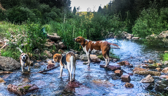 The hounds are cooling off. 7/4/20