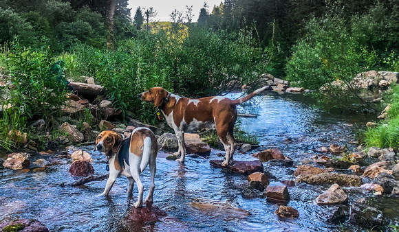 The hounds are cooling off 7/4/20