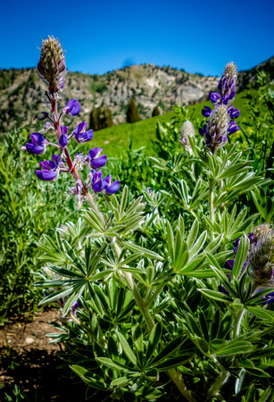 Silver Lupine 7/11/20