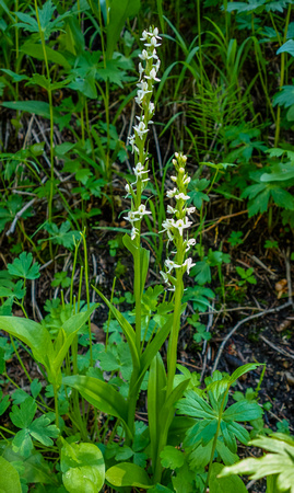White Bog Orchid, Platanthera dilatata 7/16/20