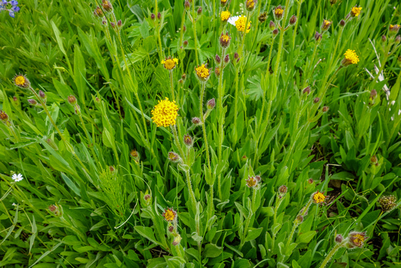 Parry's Arnica, Arnica parryi 7/16/20