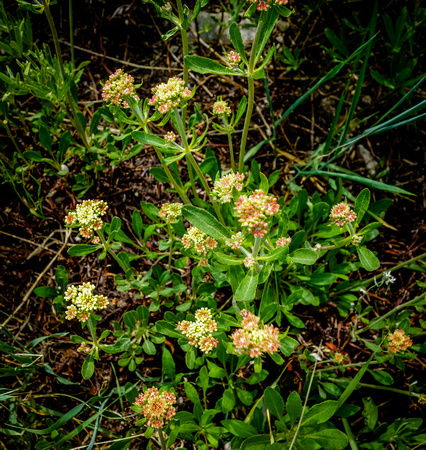 Parsnipflower Buckwheat, Erigorum heracleoides 7/16/17