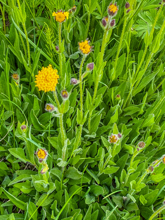 Parry's Arnica, Arnica parryi 7/16/20