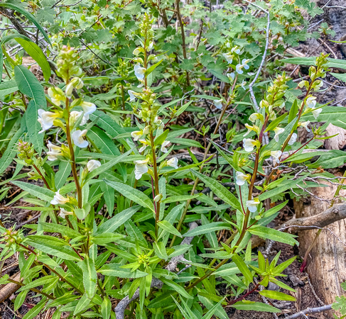 Sickletop Louswort, Pedicularis racemosa 7/16/20