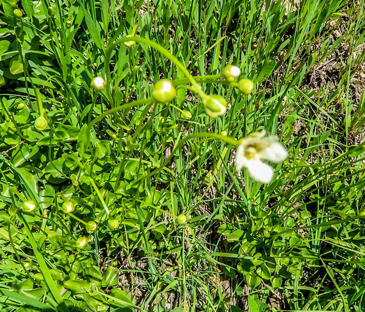 Marsh Grass of Parnassus, Parnassia palustris 7/24/20