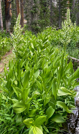 Green Gentian, Elkweed, Monument Plant, Frasera speciosa 7/26/20