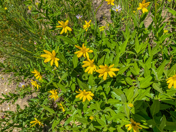 False Sunflower, Heliopsis Sunflower, Heliopsis helianthoides 7/31/20