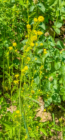 Garden Yellow Rocket, Barbarea vulgaris 7/31/20