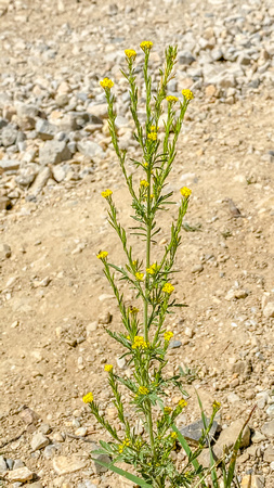 Mountain Tansy Mustard, Descurainia incana 7/31/20