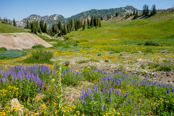 Wildflowers at Alta, 7/31/20