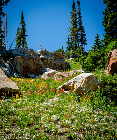 Wildflowers at Alta 7/31/20