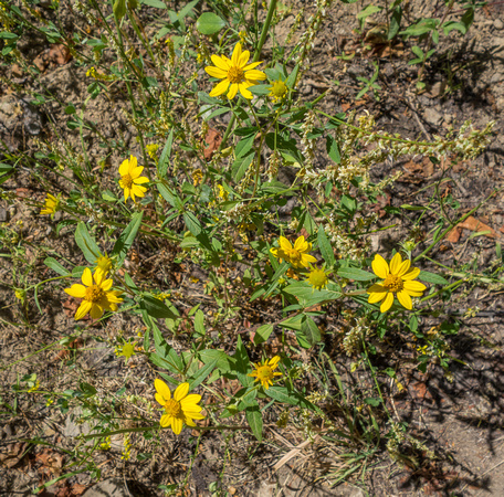 Showy Goldeneye, Heliomeris multiflora 8/6/20