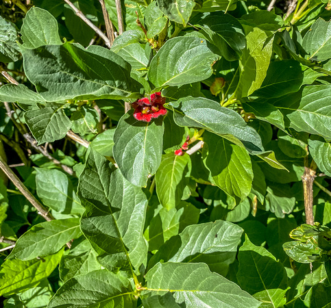 Twinberry Honeysuckle, Lonisera involucrata 8/7/20