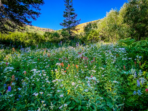 Wildflowers at Alta 8/14/20