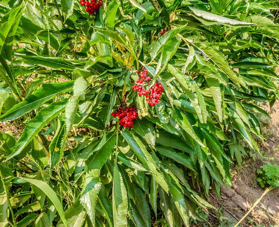 Red Elderberry, 8/21/20