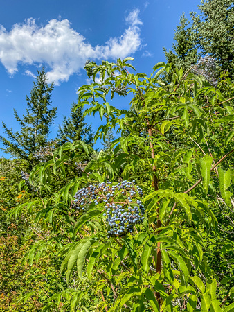 Black Elderberry, Sambucus nigra 8/28/20