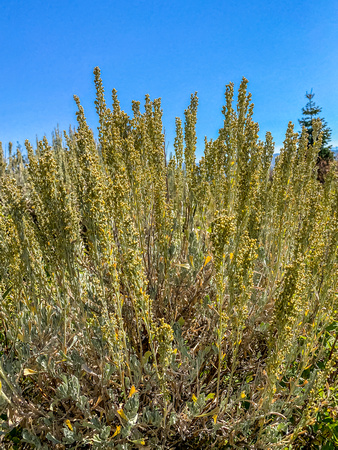 Black Sagebrush, Artemisia nova 9/2/20