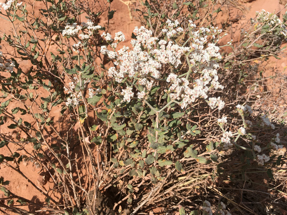 Hoary Buckwheat, Eriogonum saxatile 9/17/20