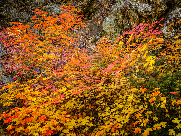 Fall colors in the Wasatch 10/16/20