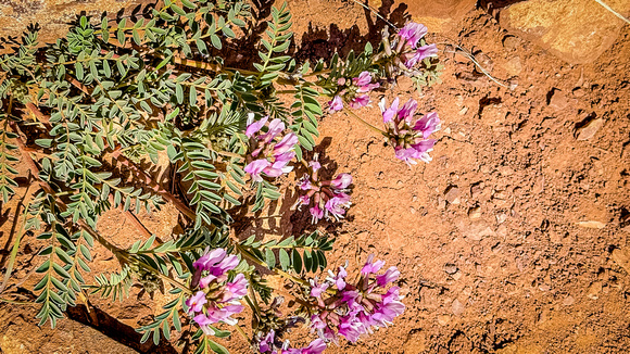 Groundplum Milkvetch, Astragalus crassiarpus 4/13/24