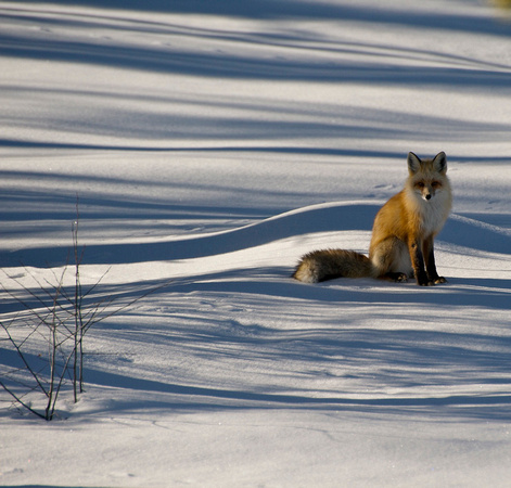 Fox, Steamboat Springs, Colorado