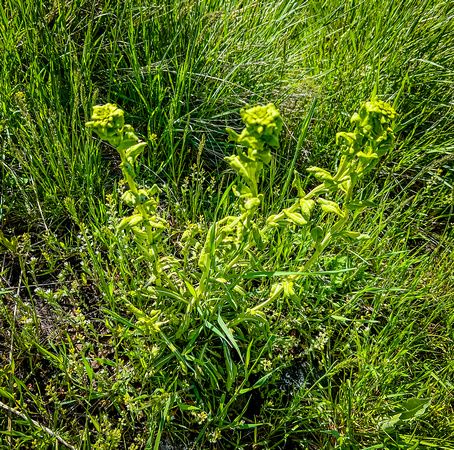 Yellow Rocket, Barbarea vulgaris 5/5/22