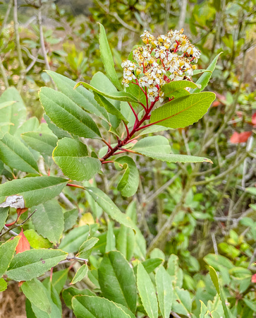 Toyon, also called Christmas  berry or California holly, Hetero meles arbutifolia 8/4/21