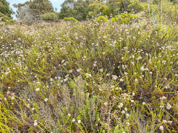 California Buckwheat, Eriogonum fasciculatum 7/27/21